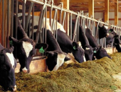 Vài nét về tình hình ngành chăn nuôi bò sữa của tỉnh Lâm Đồng 2022