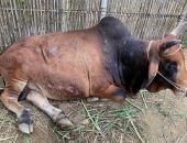 Việt Nam đã có vacxin bệnh viêm da nổi cục trâu bò